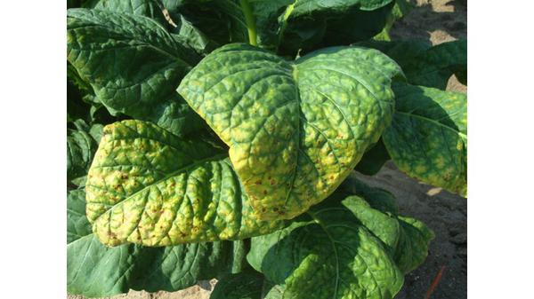 Field view of potassium deficiency.